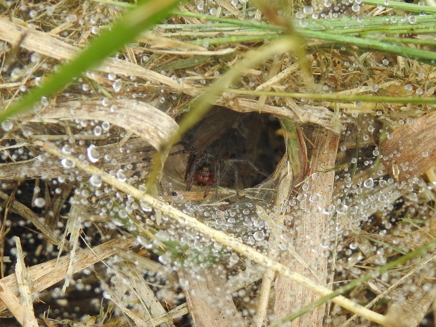 Agelena labyrinthica - illó tölcsérpók