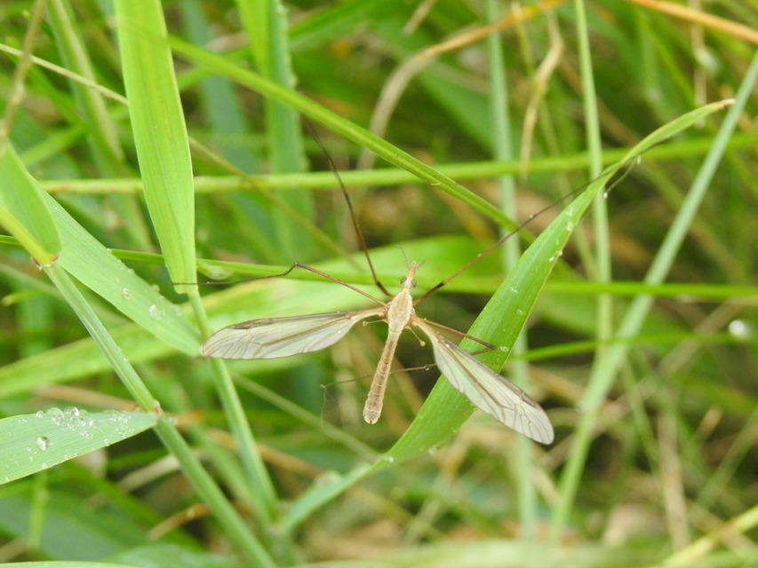 Tipula