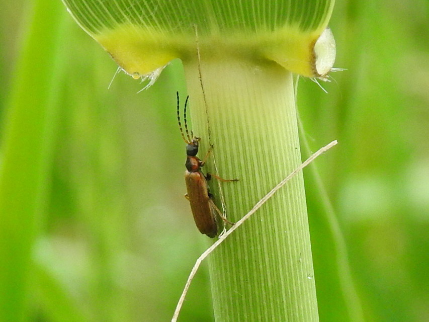 Rhagonycha nigriventris - feketecombú lágybogár Rhagonycha nigriventris - feketecombú lágybogár
