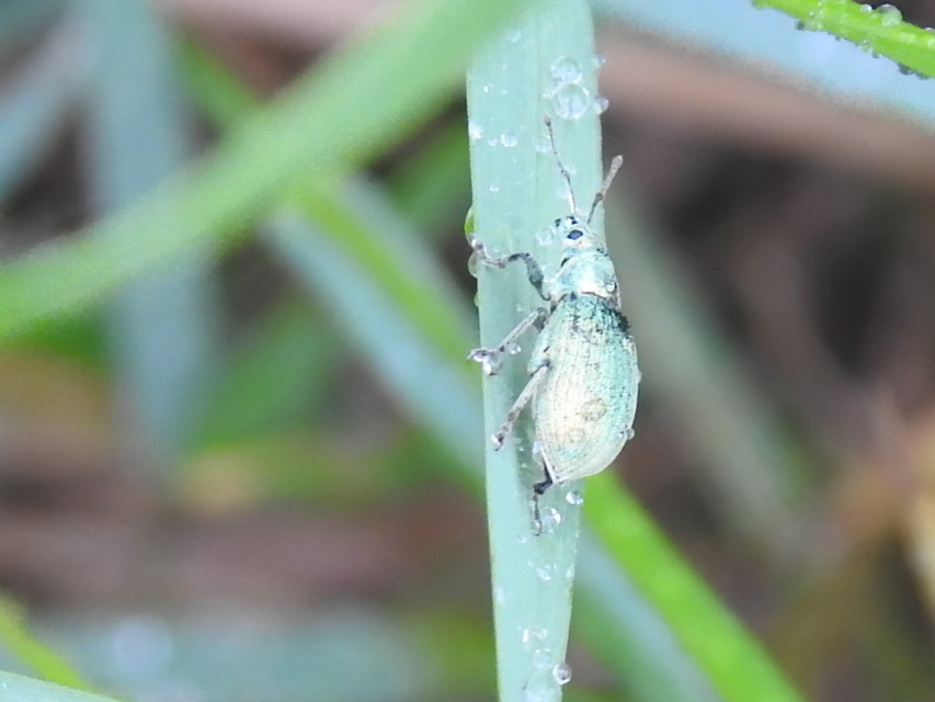 Phyllobius thalassinus - tömpeorrú levélormányos