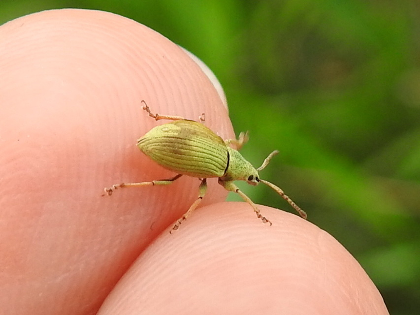 Phyllobius virideaeris - halványzöld levélormányos