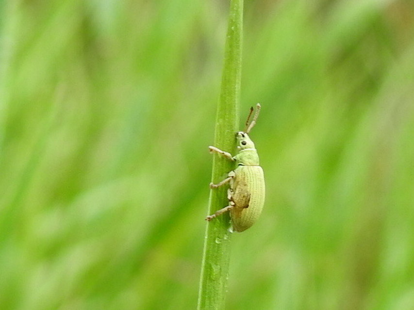 Phyllobius virideaeris - halványzöld levélormányos