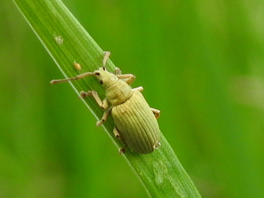 Phyllobius virideaeris - halványzöld levélormányos
