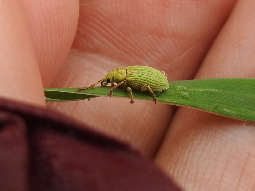 Phyllobius virideaeris - halványzöld levélormányos