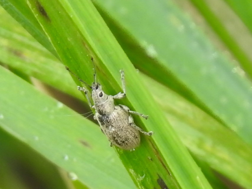 Phyllobius thalassinus - tömpeorrú levélormányos