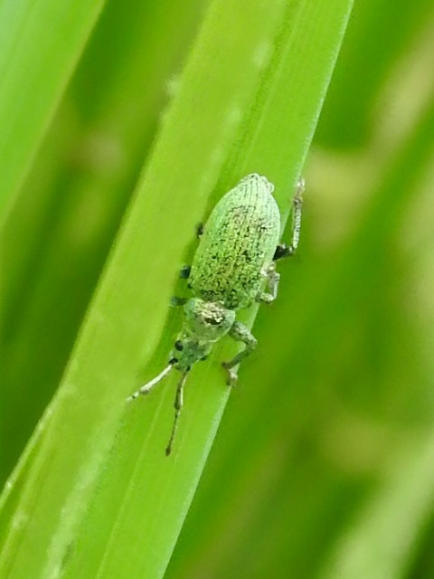 Phyllobius thalassinus - tömpeorrú levélormányos