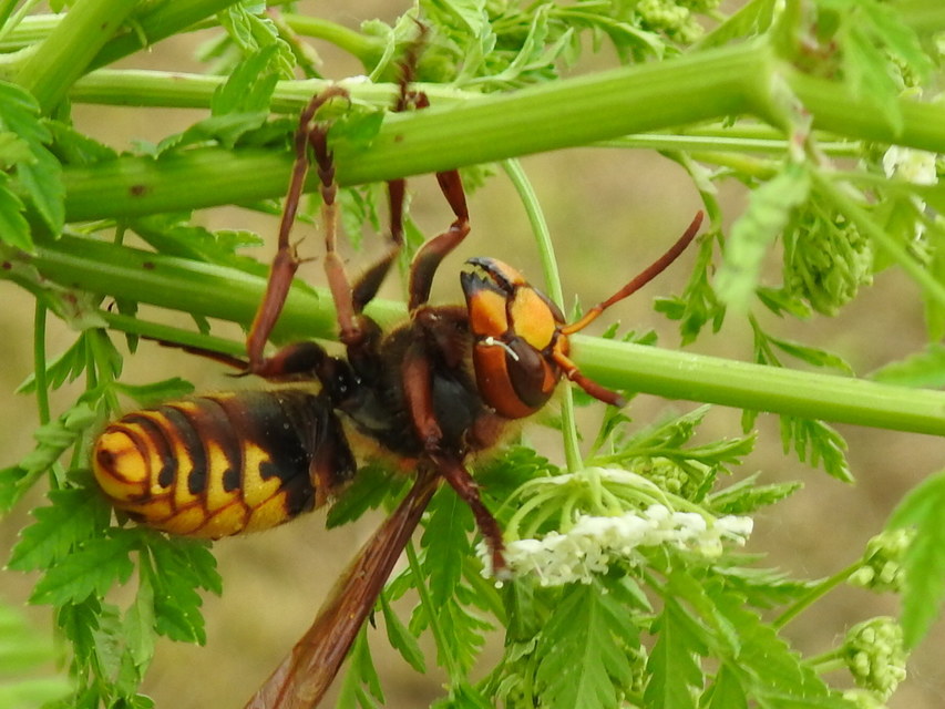 Vespa crabro - lódarázs