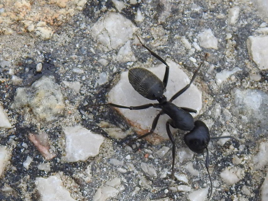 Camponotus vagus - fekete lóhangya