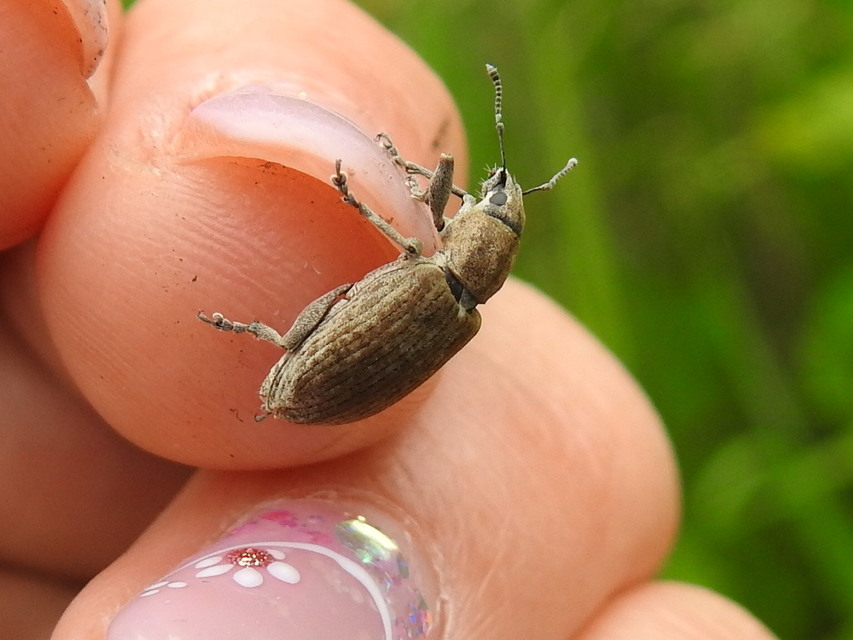 Tanymecus palliatus - közönséges hegyesfarúbarkó