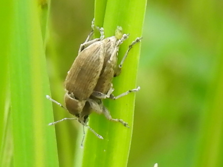 Tanymecus palliatus - közönséges hegyesfarúbarkó