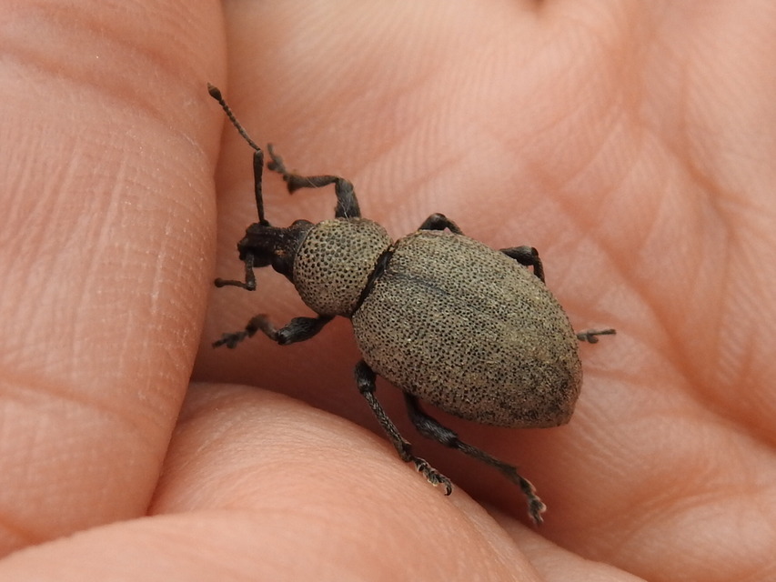 Otiorhynchus ligustici - vincellér-gyalogormányos