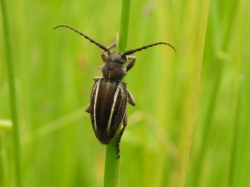 Neodorcadion bilineatum - kétsávos földicincér