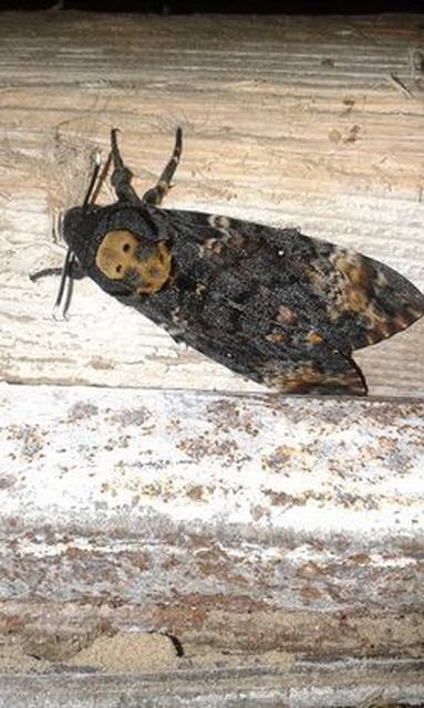 Acherontia atropos - halálfejes lepke