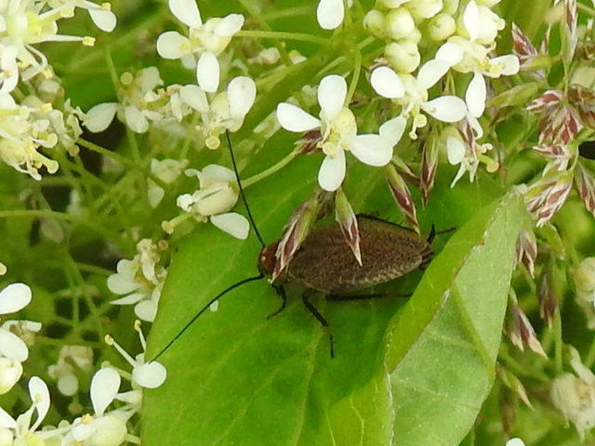 Ectobius