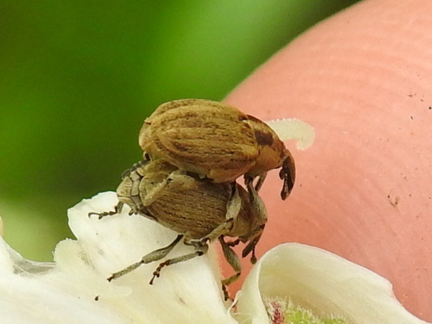 Sibinia pellucens - mécsvirágormányos
