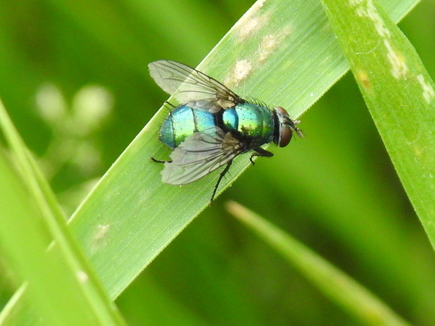 Lucilia