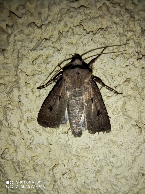 Agrotis exclamationis - felkiáltójeles földibagoly