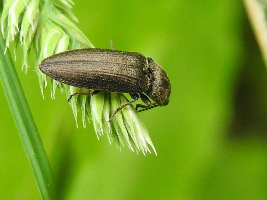 Cidnopus