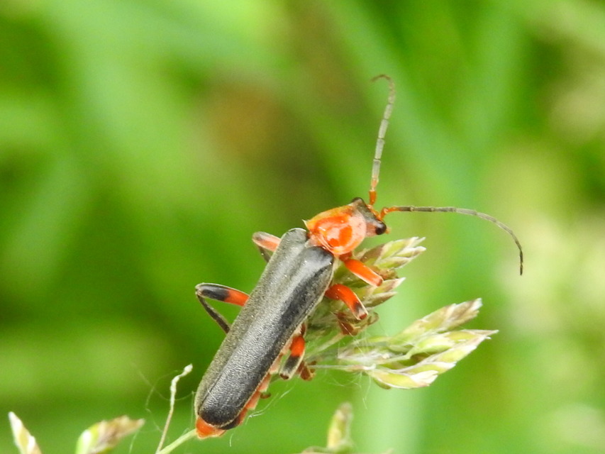Cantharis livida - mezei lágybogár