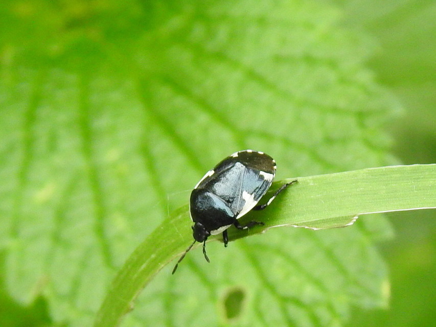 Tritomegas sexmaculatus - hatfoltos földipoloska