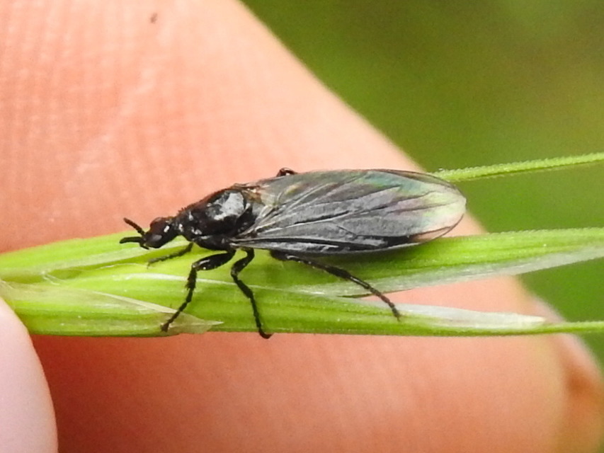 Bibionidae - bársonylegyek