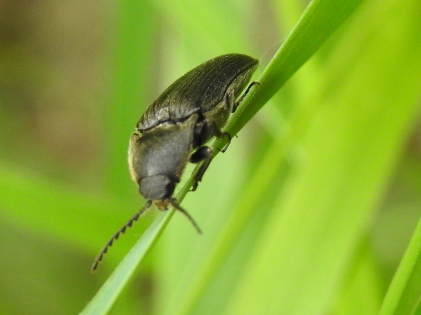 Melanotus