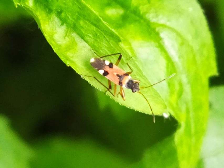 Beosus quadripunctatus - pettyes homokibodobács