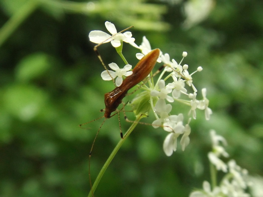 Metatropis rufescens - varázslófű-szúnyogpoloska