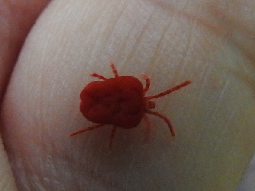 Trombidium