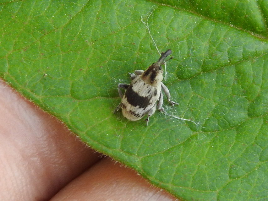 Tapinotus sellatus - díszes lizinkaormányos