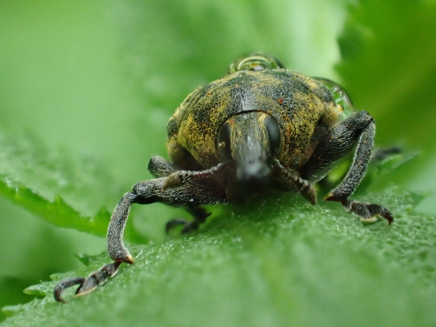 Larinus turbinatus - kúposorrú púderbarkó