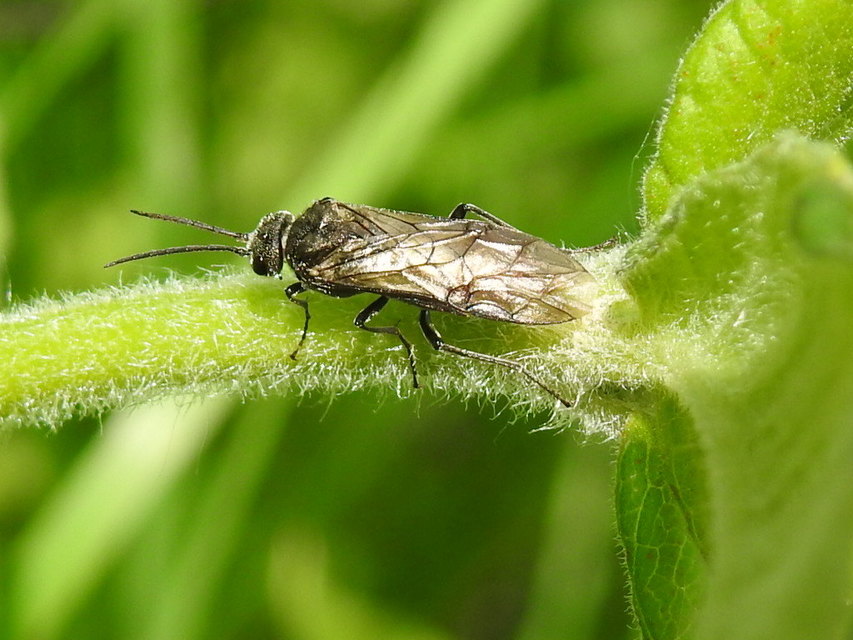Tenthredinidae - valódi levéldarazsak