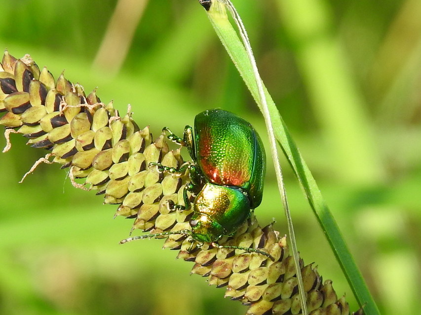 Chrysolina graminis - zöld varádicslevelész