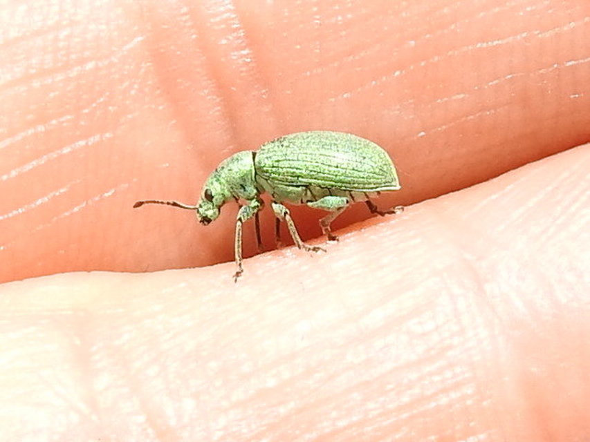 Phyllobius thalassinus - tömpeorrú levélormányos