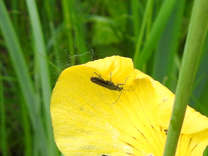 Oedemera virescens - zöldes álcincér