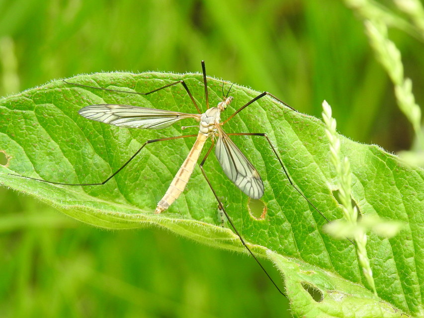 Tipula vernalis