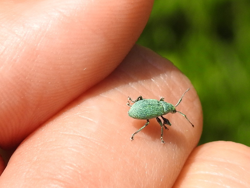 Phyllobius thalassinus - tömpeorrú levélormányos