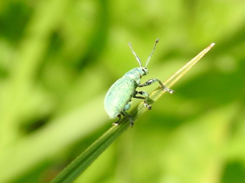 Phyllobius thalassinus - tömpeorrú levélormányos