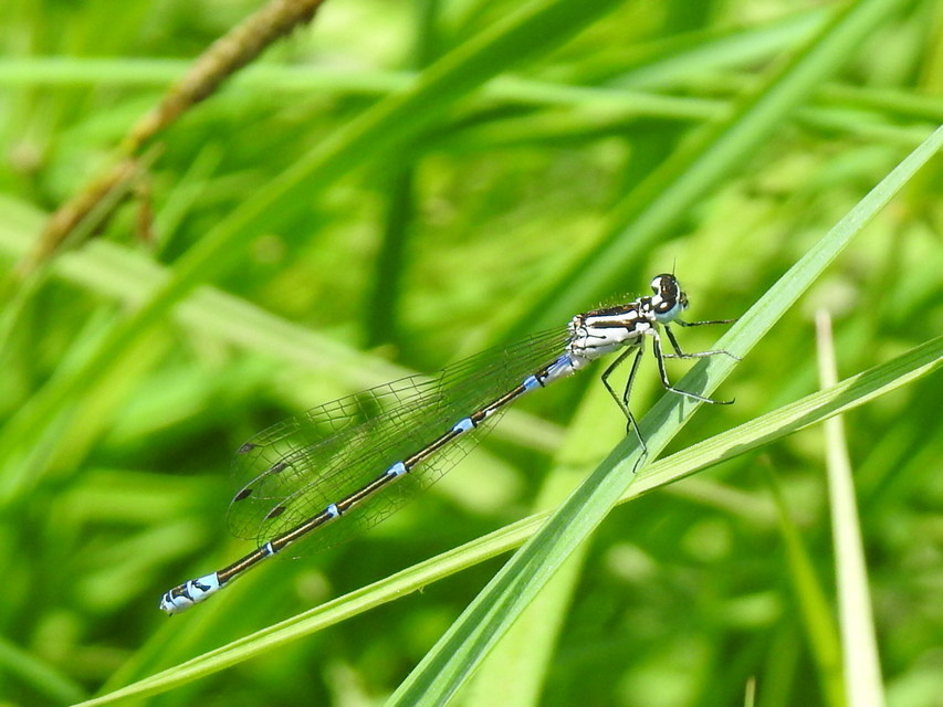 Coenagrion pulchellum - karcsú légivadász