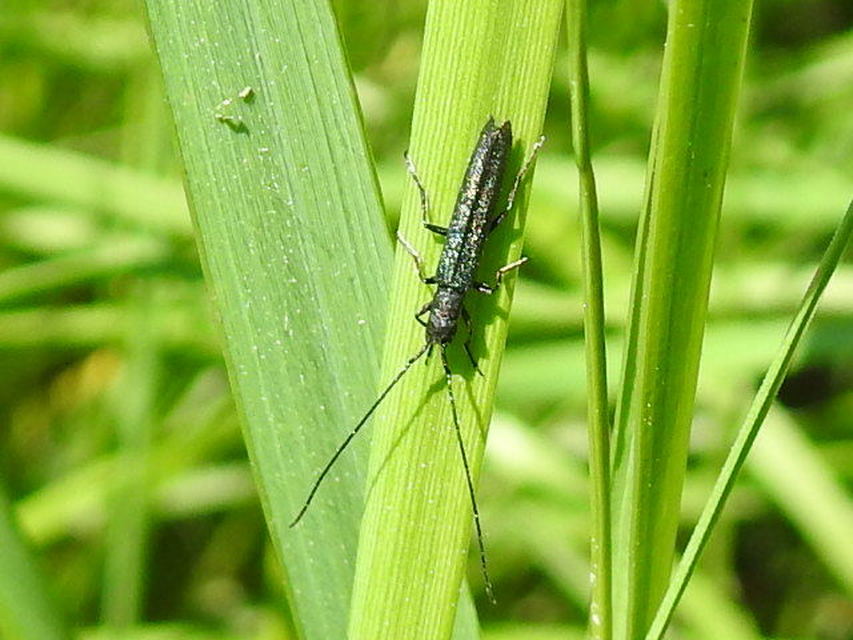 Theophilea subcylindricollis - hengeres szalmacincér