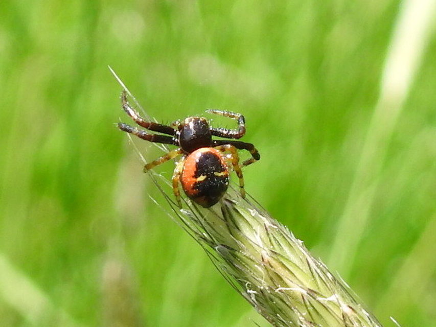Synema globosum/ornatum