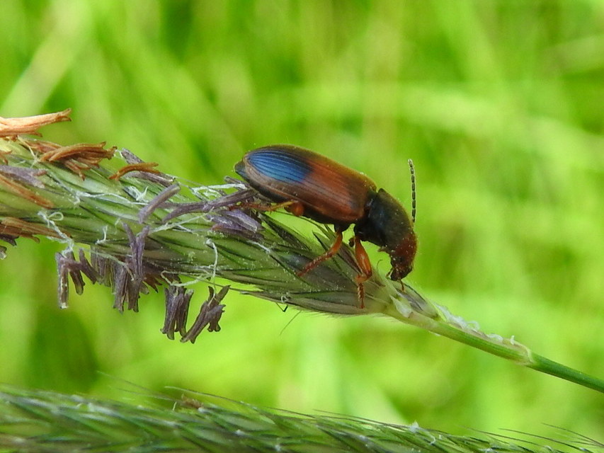 Diachromus germanus - német tarkafutó