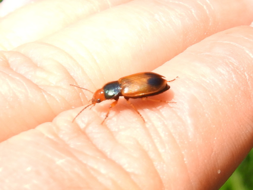 Diachromus germanus - német tarkafutó