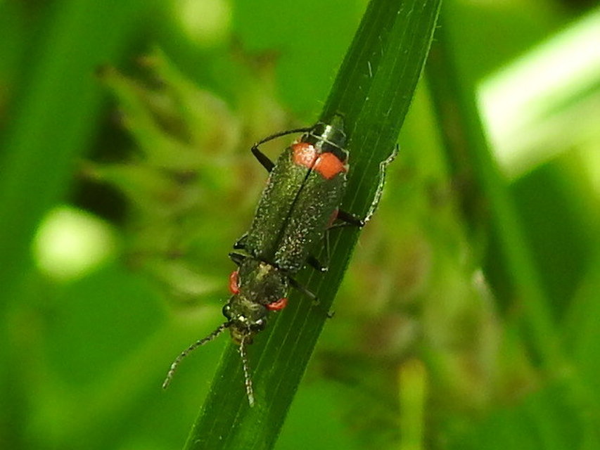 Malachius bipustulatus - kétfoltos bibircsesbogár