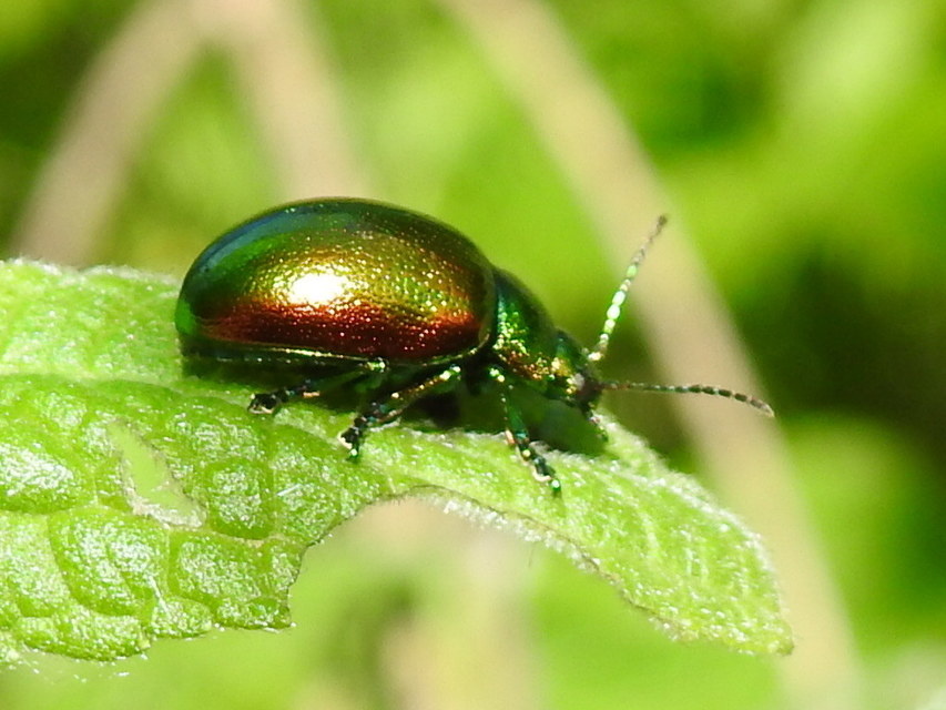 Chrysolina graminis - zöld varádicslevelész