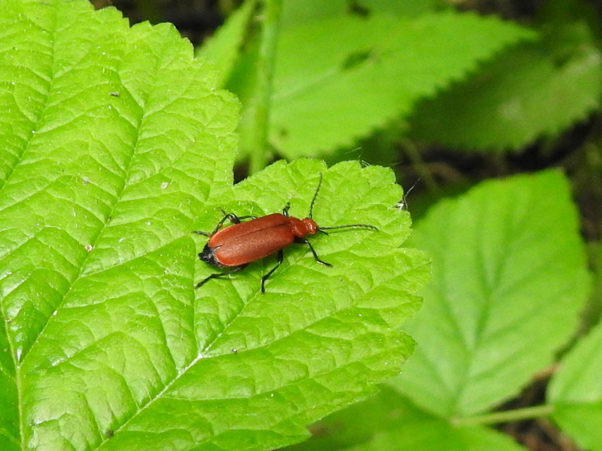 Pyrochroa serraticornis - közép-bíborbogár