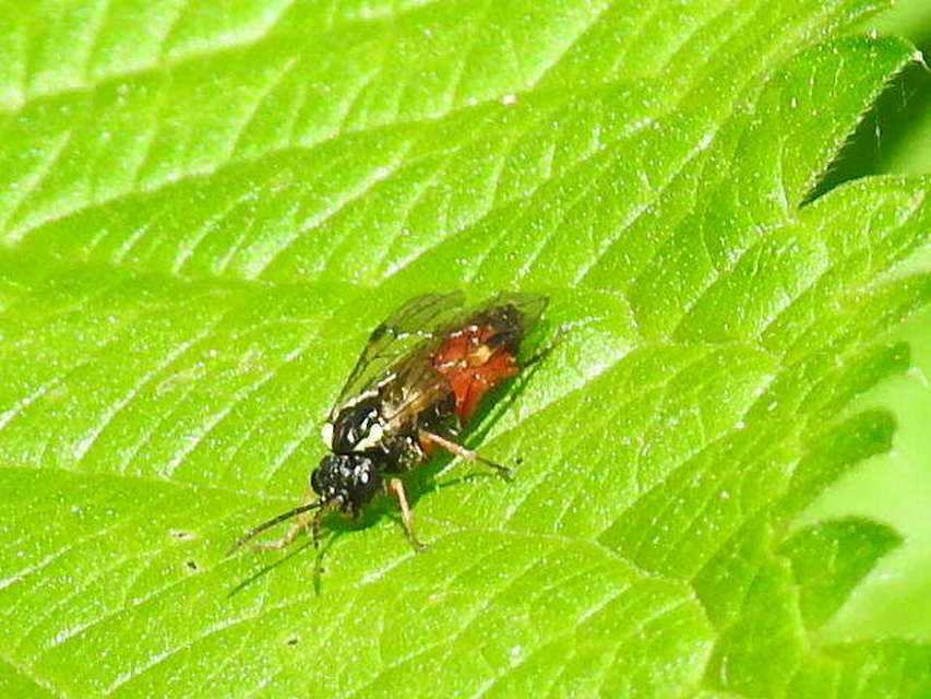 Tenthredinidae - valódi levéldarazsak