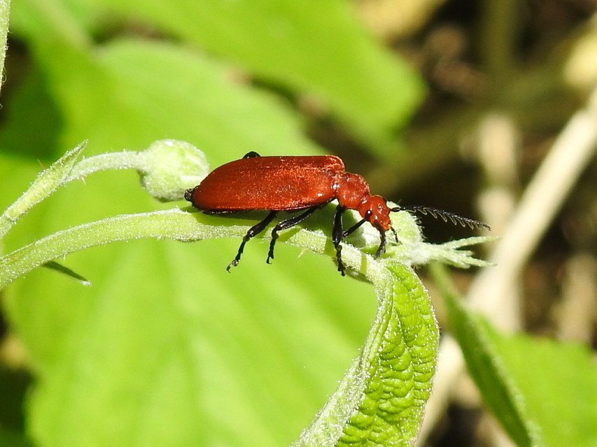 Pyrochroa serraticornis - közép-bíborbogár