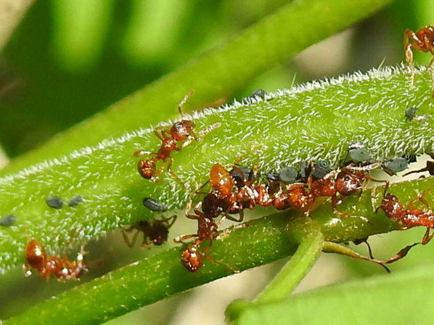 Myrmica rubra - közönséges bütyköshangya