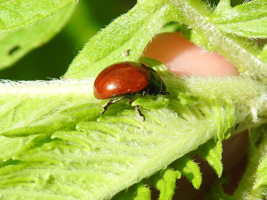 Chrysolina polita - réti mentalevelész